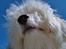 Coton de tulear Rosa