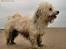 Coton de tulear Rosa