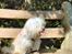Coton de tulear Rosa