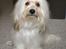 Coton de tulear Rosa