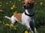 Dansk svensk gaardhund Mille 14./12. - *Nyt 30. april 2007*