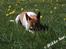 Dansk svensk gaardhund Mille 14./12. - Nej. Hun har ikke fundet en mus ;o) *Nyt 30. april 2007*