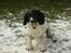 Engelsk springer spaniel Coco - I love balls! O