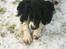 Engelsk springer spaniel Coco - Skal vi lege?