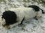 Engelsk springer spaniel Coco - Ingen tager min bold!