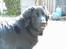 Hovawart Frodo the black panther R.I.P. 14.11.14 - Kuk kuk