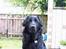 Hovawart Frodo the black panther R.I.P. 14.11.14 - Skal du nu fotografere igen ?
