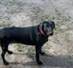 Labrador retriever Bella 
