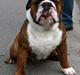 Engelsk bulldog Mogens (Marmaduke)