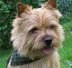 Norwich terrier Teiwick Bruce Willis