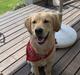 Golden retriever Baloo