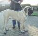 Mastiff nicolai