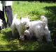 West highland white terrier TRIMMEKURSUS d. 4. juni 