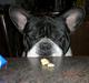 Fransk bulldog Manfred