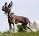 Chinese crested hårløs Caprioso Ram-Ses-Mi