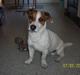 Jack russell terrier Monster