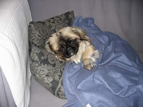 Pekingeser Gucci billede 1