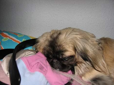 Pekingeser Gucci billede 2