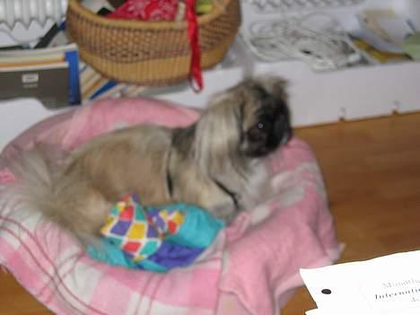 Pekingeser Gucci billede 3