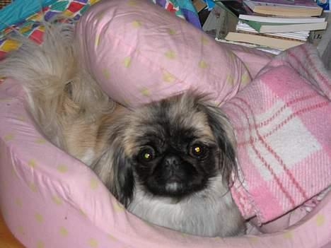 Pekingeser Gucci billede 4