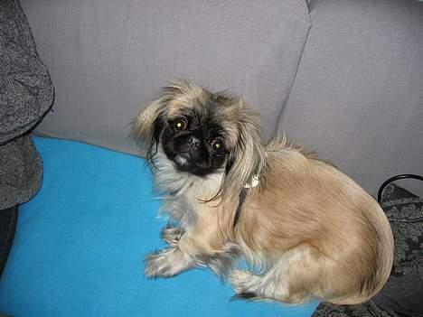 Pekingeser Gucci billede 5