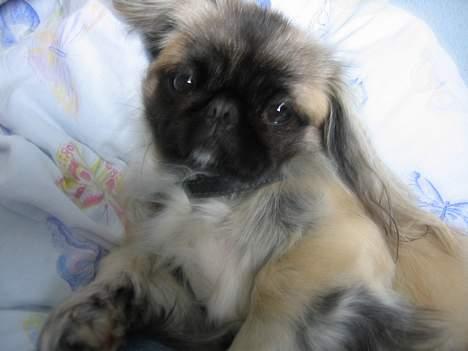 Pekingeser Gucci billede 6