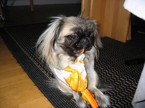 Pekingeser Gucci billede 7