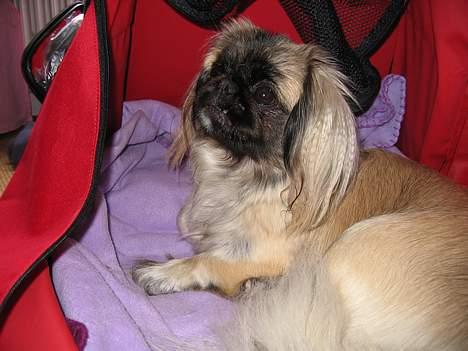 Pekingeser Gucci billede 8