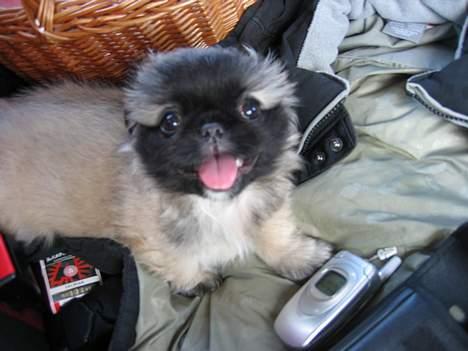 Pekingeser Gucci billede 9