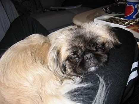 Pekingeser Gucci billede 10