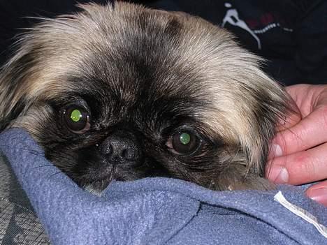 Pekingeser Gucci billede 11