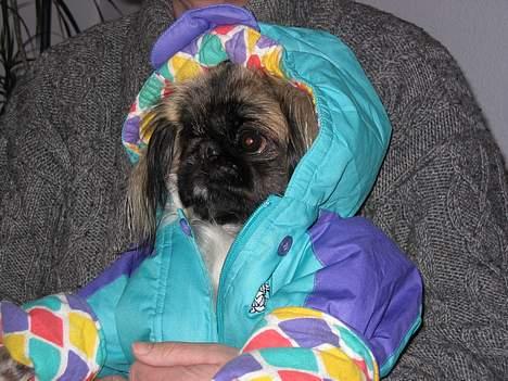 Pekingeser Gucci billede 12