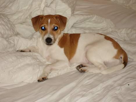 Dansk svensk gaardhund Zuma billede 1