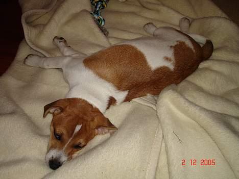 Dansk svensk gaardhund Zuma billede 2