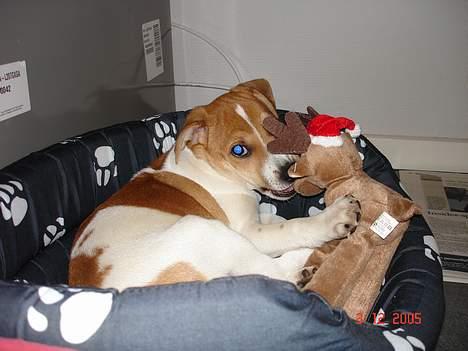 Dansk svensk gaardhund Zuma billede 3