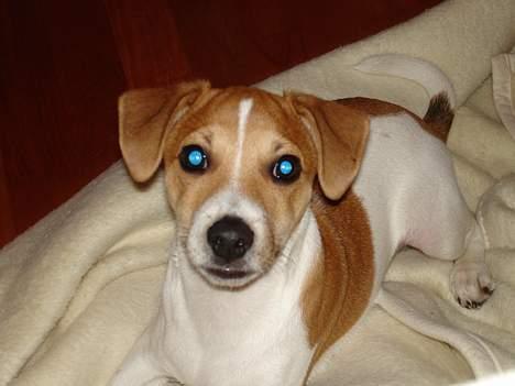 Dansk svensk gaardhund Zuma billede 4