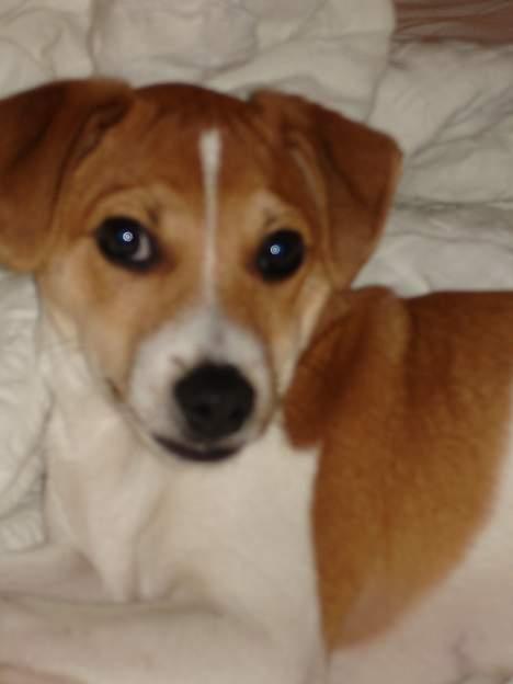 Dansk svensk gaardhund Zuma billede 5