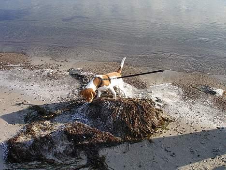 Dansk svensk gaardhund Zuma billede 6