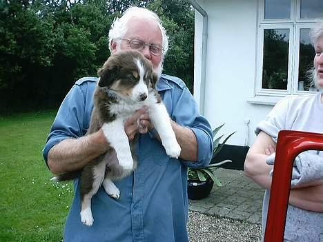 Australian shepherd Fie - Så kom den dag, alle hvalpe frygter... 8 uger billede 1