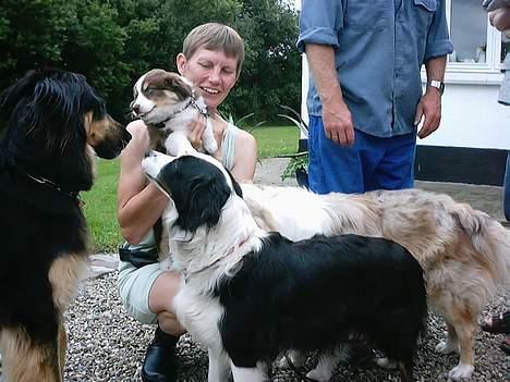 Australian shepherd Fie - Mor og Far, siger pænt farvel, selv er jeg vist ikke helt så mousi lige nu :-)) billede 2