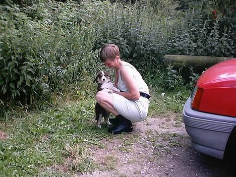 Australian shepherd Fie - Hold da helt...Vidste i godt, der var så langt fra næsten Tyskland, og til Vestbjerg ? billede 3