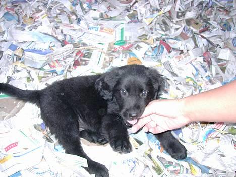 Hovawart Frodo the black panther R.I.P. 14.11.14 - Er jeg ikke bare lækker :O) billede 4