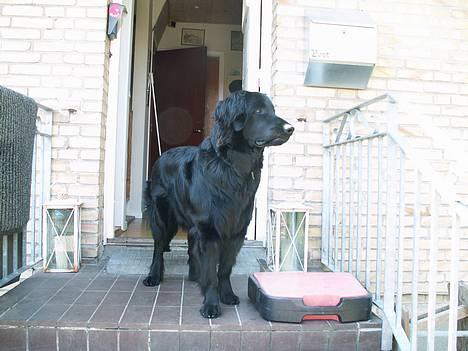Hovawart Frodo the black panther R.I.P. 14.11.14 - Mon der kommer nogen ? billede 5
