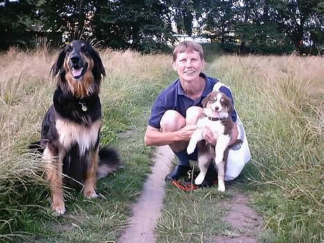 Australian shepherd Fie - Nå, men dagen efter, var det måske ikke så slemt alligevel billede 4