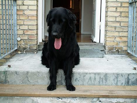 Hovawart Frodo the black panther R.I.P. 14.11.14 - Mor og far er ved at lave trappe og jeg sidder her og driller :O) billede 6