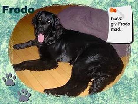 Hovawart Frodo the black panther R.I.P. 14.11.14 - Hulubulu.. billede 7