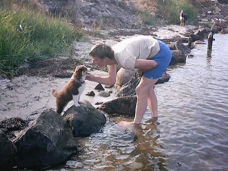 Australian shepherd Fie - Men det er nu meget sjovt alligevel billede 6