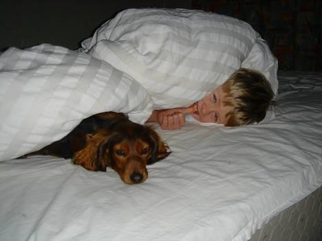 Gravhund Donna - Bedste venner sover Godnat billede 17