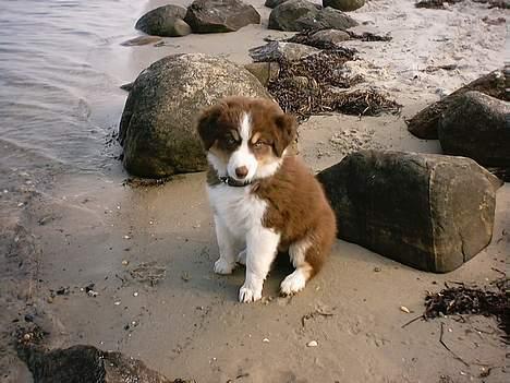 Australian shepherd Fie - Mor ville absolut have dette billede med.... billede 7