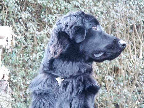 Hovawart Frodo the black panther R.I.P. 14.11.14 - Haha, så får du mig også i profil mor billede 8